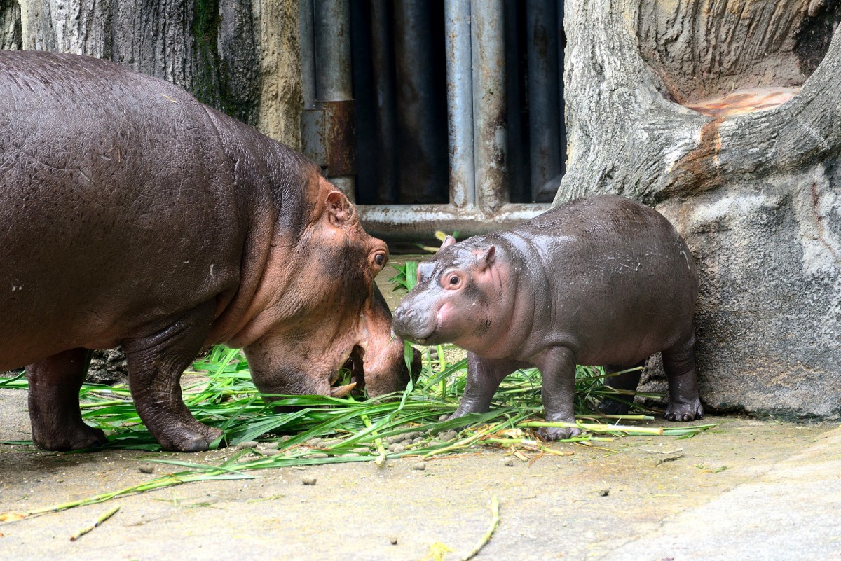一直被媽媽寵著的河馬老么「娜竹忠雨」,竟沒把罩子放亮,想要在爸爸與哥哥的主場內當霸主。台北市立動物園/提供