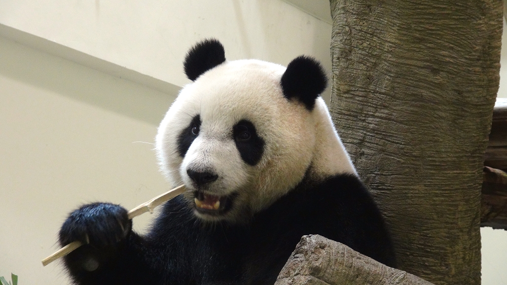 圓仔：「當年保育員就是趁著餵媽媽吃蜂蜜的時候，把我抱出來秤體重。」台北市立動物園/提供