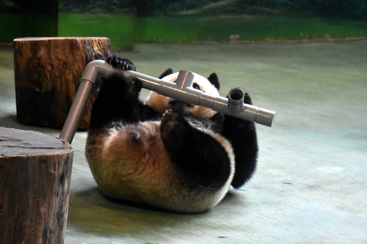 「圓仔」設法企圖取出水管內的栗子。台北市立動物園/提供