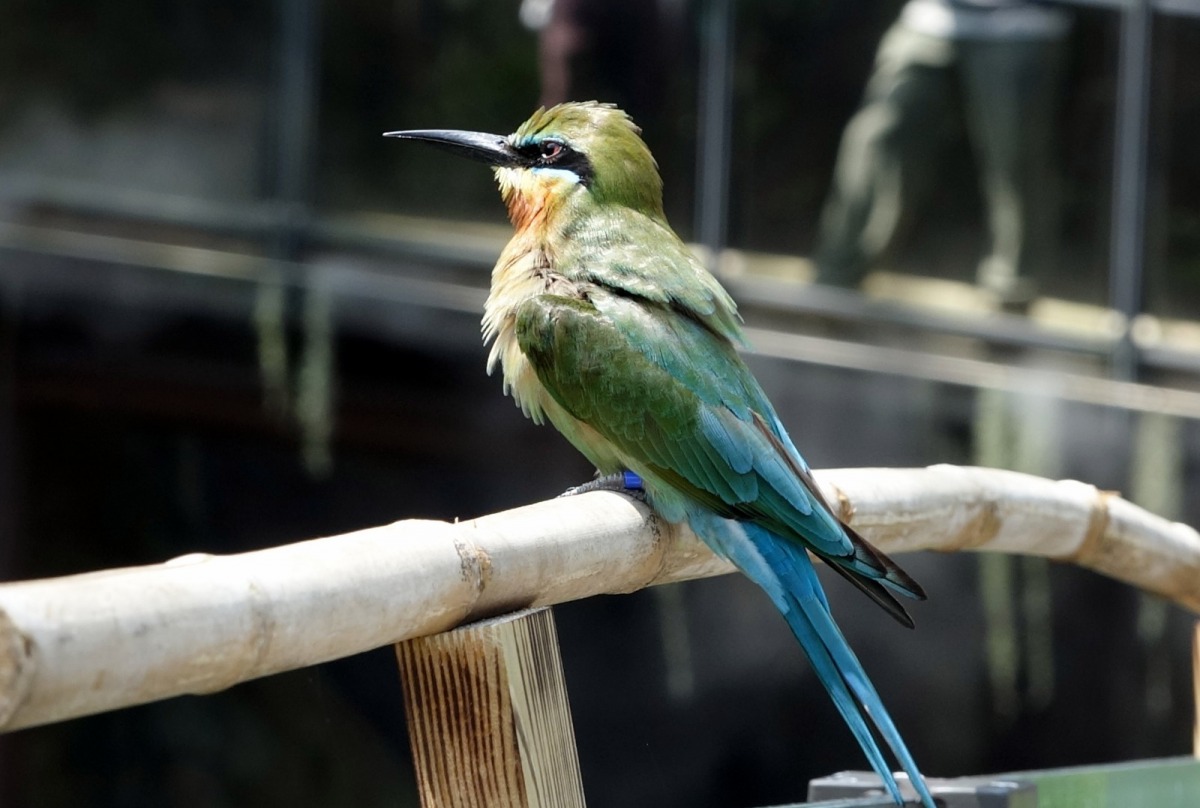 在去年撿拾的83顆「棄蛋」中，人工孵出15隻雛鳥、順利育成5隻雄性幼鳥，他們就是目前在穿山甲館內，非常吸引遊客目光的個體。台北市立動物園/提供