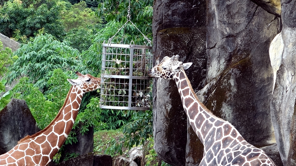 在食物的選擇上，長頸鹿偏好懸掛在高處網籠裡的樹葉（左「麒麟妹」右「菊忠」）。台北市立動物園/提供