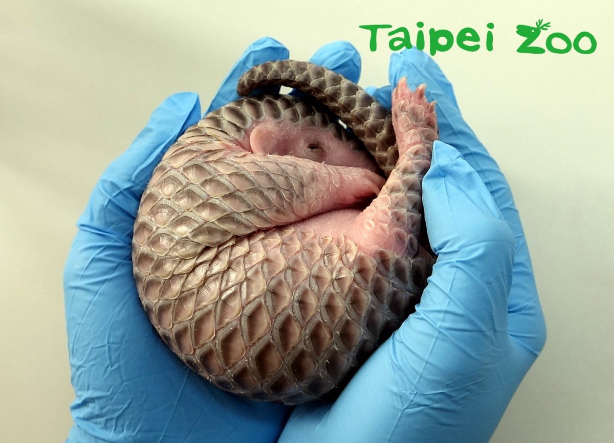 「梧愛」是媽媽「芎梧」與爸爸「阿穿」的孩子。台北市立動物園/提供