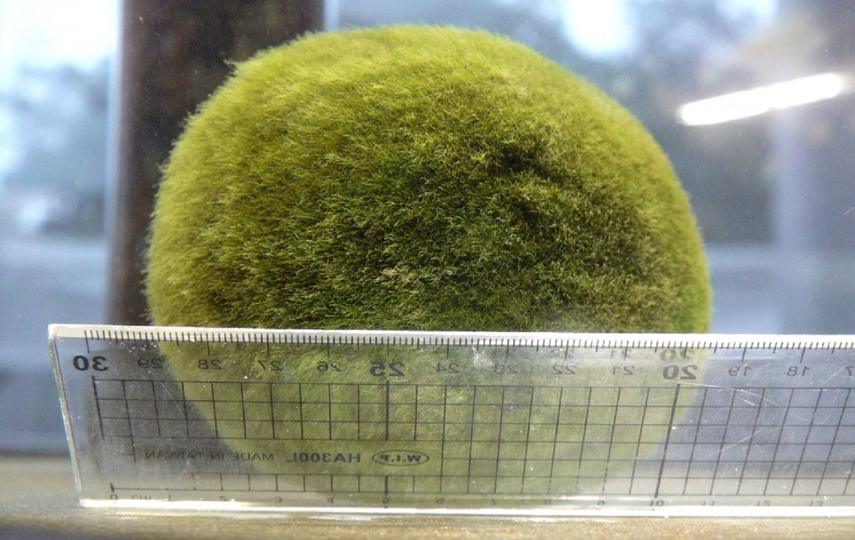 這也是日本首度透過保育展示合作計畫，輸出直徑超過10公分的天然毬藻至國外。台北市立動物園/提供