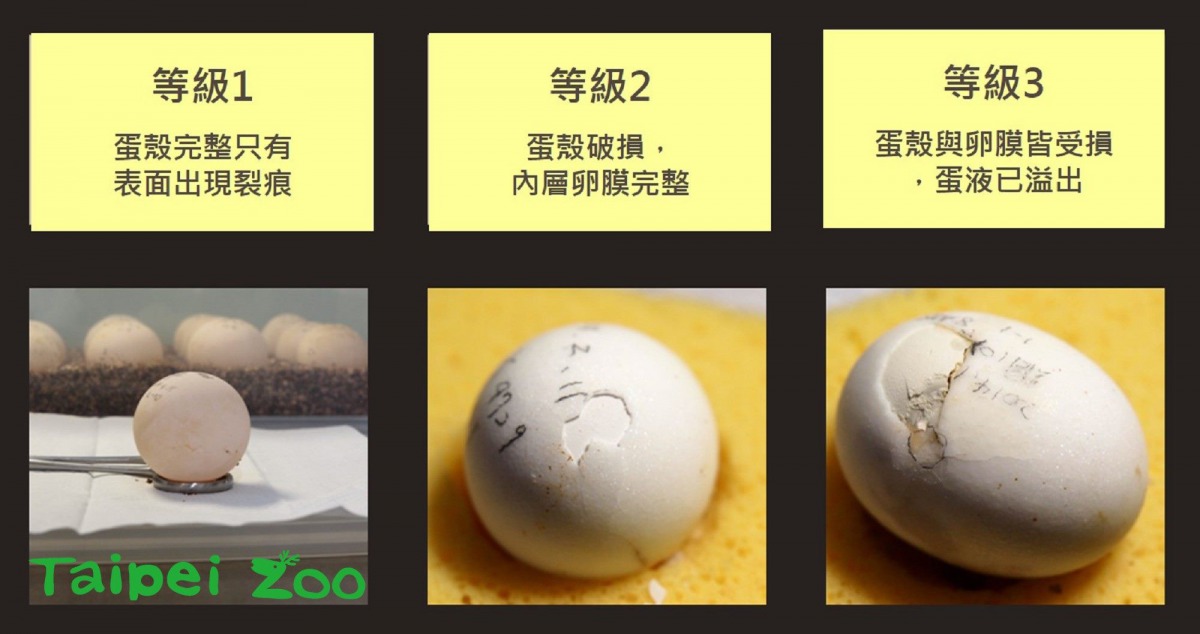針對蛋的損傷，保育員會先評估受損程度、並進行級別分類。戴為愚/提供