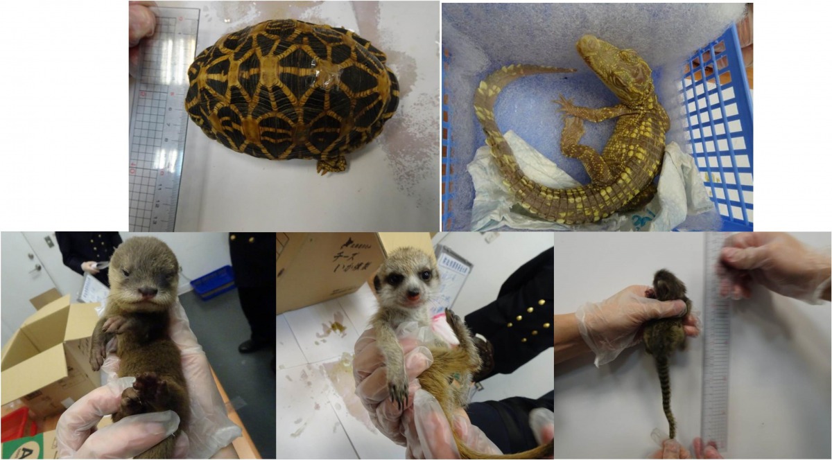 11月28日旅客違法夾帶多隻活體動物入境遭查獲,包括2隻暹羅鱷、2隻印度星龜、3隻歐亞水獺、6隻普通狨以及3隻狐獴。臺北關/提供
