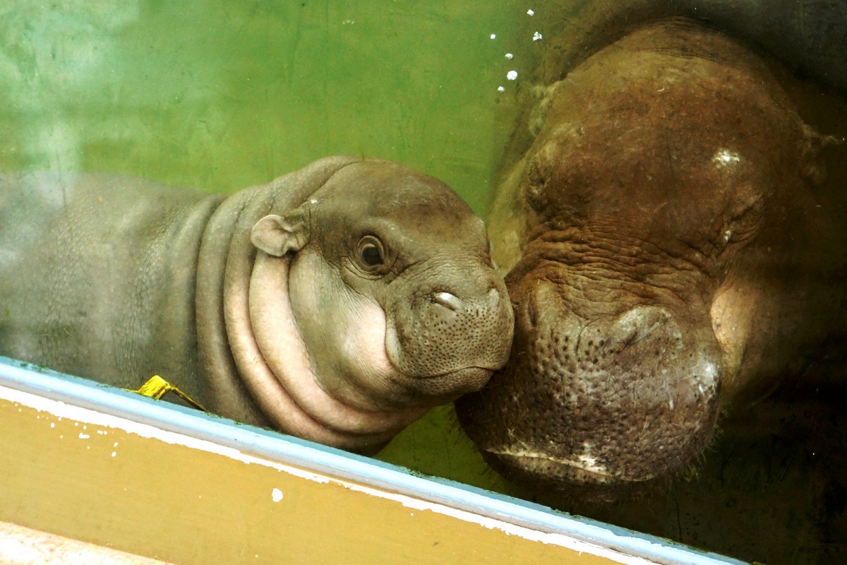 侏儒河馬寶寶「秋祥」向媽媽撒嬌。台北市立動物園/提供、詹德川/攝