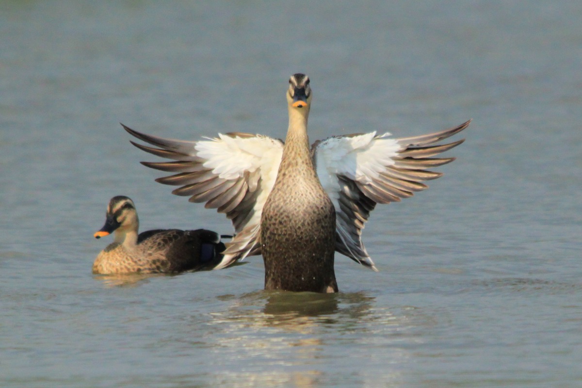 台北市動保處表示,華江雁鴨公園屬於野鳥棲息地及野雁保護區,並非TNVR區域。資料照,臺北市動物保護處/提供