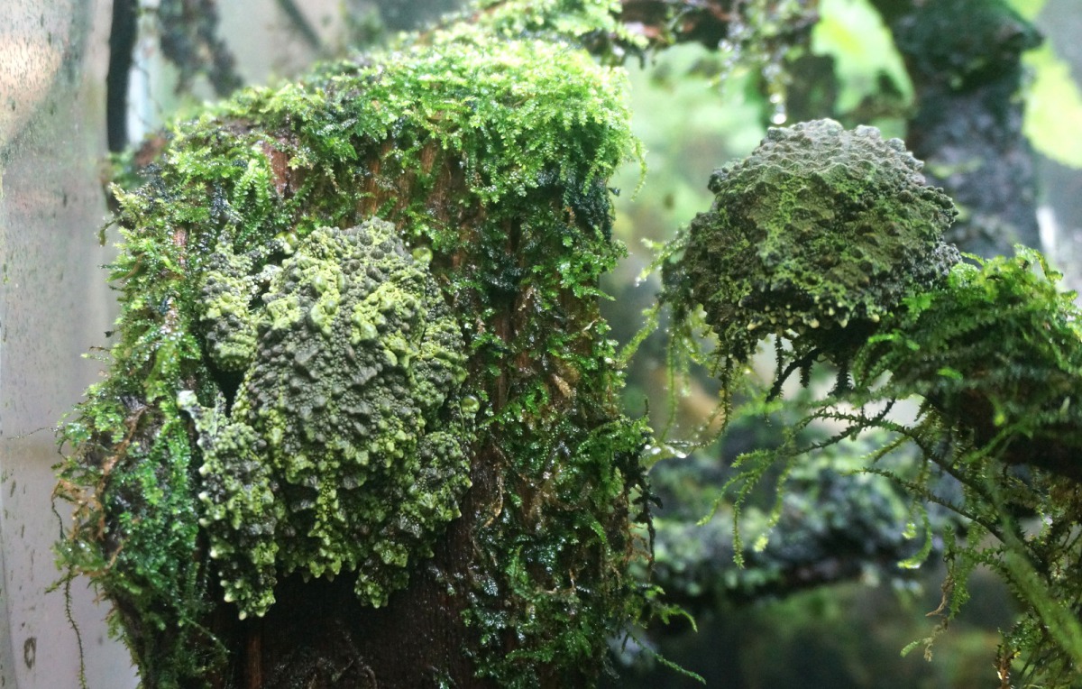 仔細看！照片裡有幾隻蛙？台北市立動物園/提供