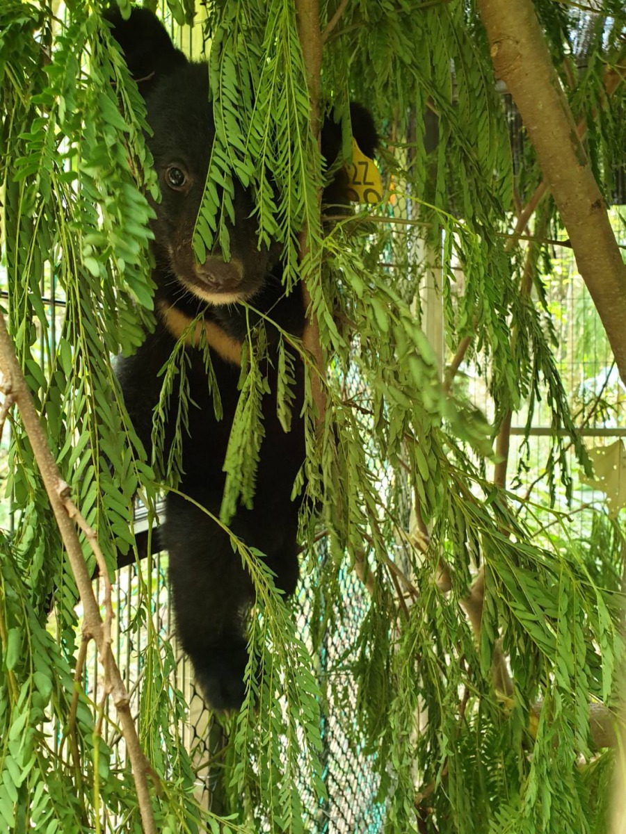 目前為止小熊的活力、野性與食慾都不錯，現階段專家一致同意以「讓小黑熊安全回母熊身邊」為原則。台東林管處/提供