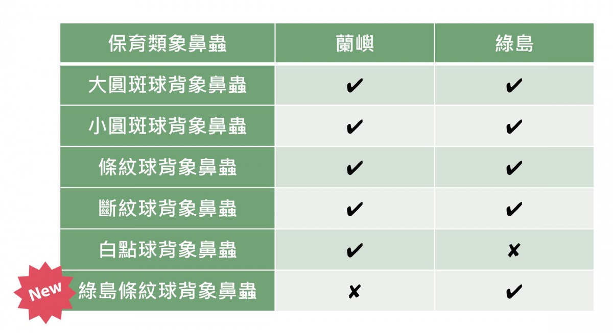 台灣特有的球背象鼻蟲。陳璽安/製表