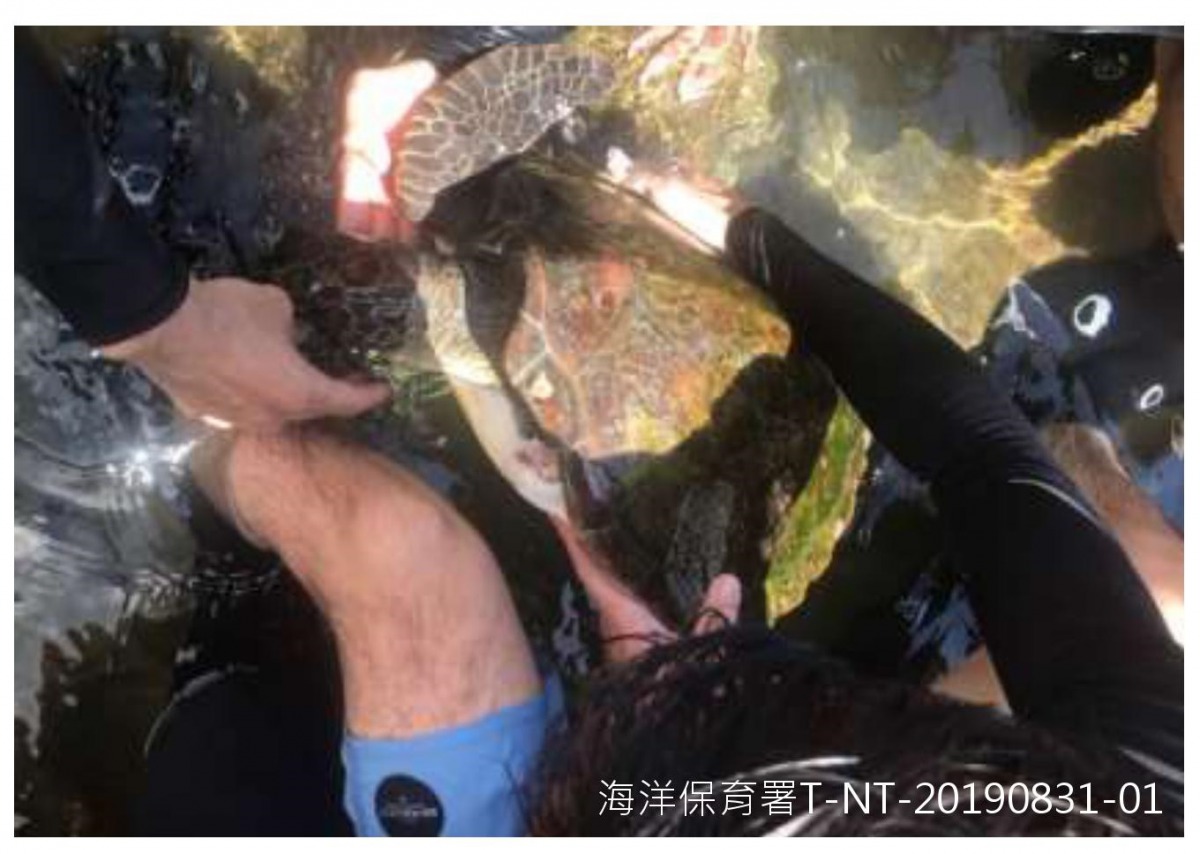 這隻綠蠵龜被漁網纏繞，沒有左前肢，在送醫到院前死亡，解剖發現體內有魚線，不僅使腸道糾結，還割破腸壁。翻攝自第3季的鯨豚及海龜擱淺報告