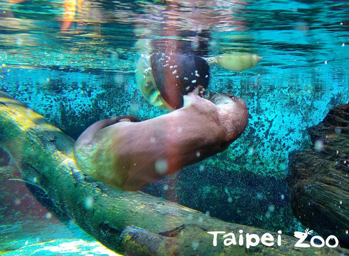 近距離欣賞歐亞水獺的泳姿,十分療癒。台北市立動物園/提供