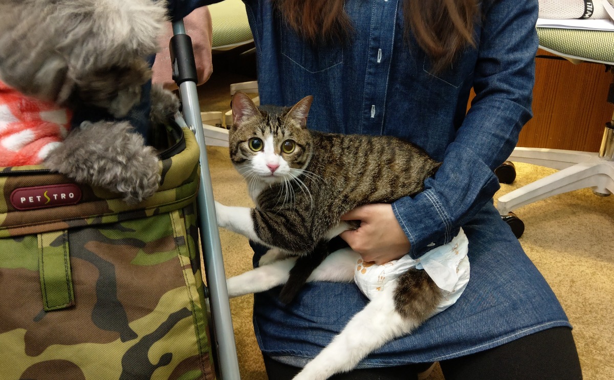 尿布貓「圓圓」遇到認養人陳立婷，展開幸福貓生。陳璽安/攝