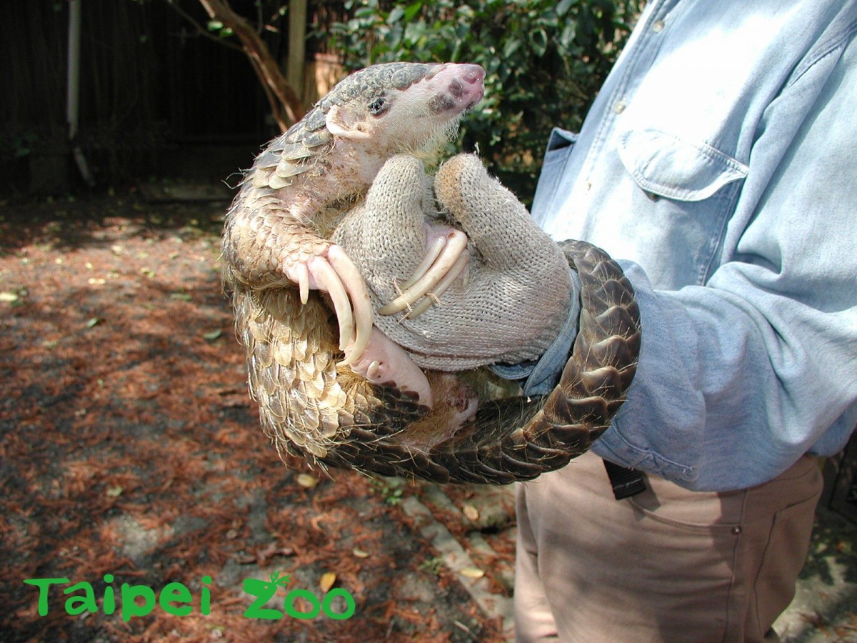 早年對穿山甲的了解不多，不容易飼養。圖為「穿胖」，周慶璽/攝