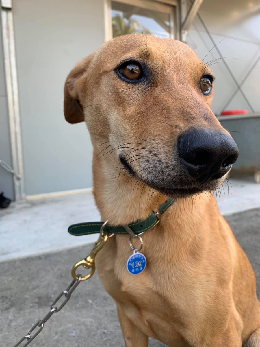 台南山上花園水道博物館表示會將黃狗飼養在員工休息室,未來會安排牠到園區內的寵物遊憩區擔任園長。台南山上花園水道博物館