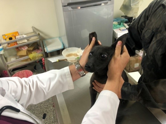桃園市獸醫師公會表示「小甜心」的剪耳完全符合一般獸醫師的剪耳比例。桃園市獸醫師公會/提供