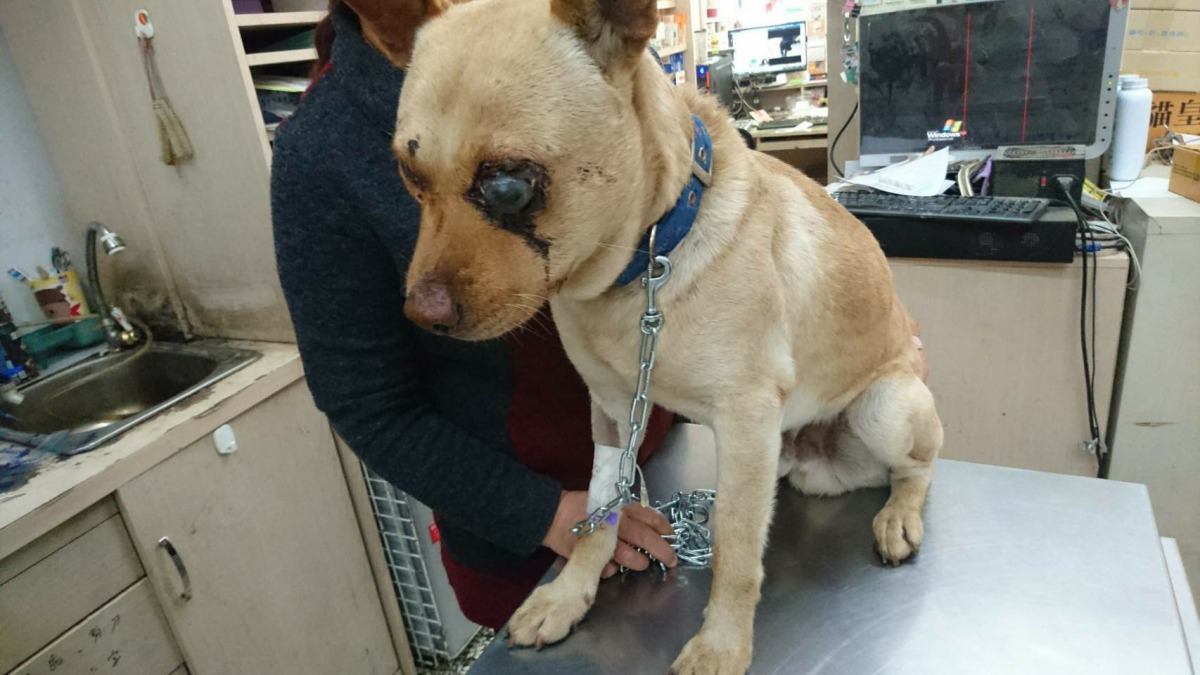 今日將為黃狗進行眼球摘除手術，之後會再循序漸進進行後續醫療處理。徐小姐/提供