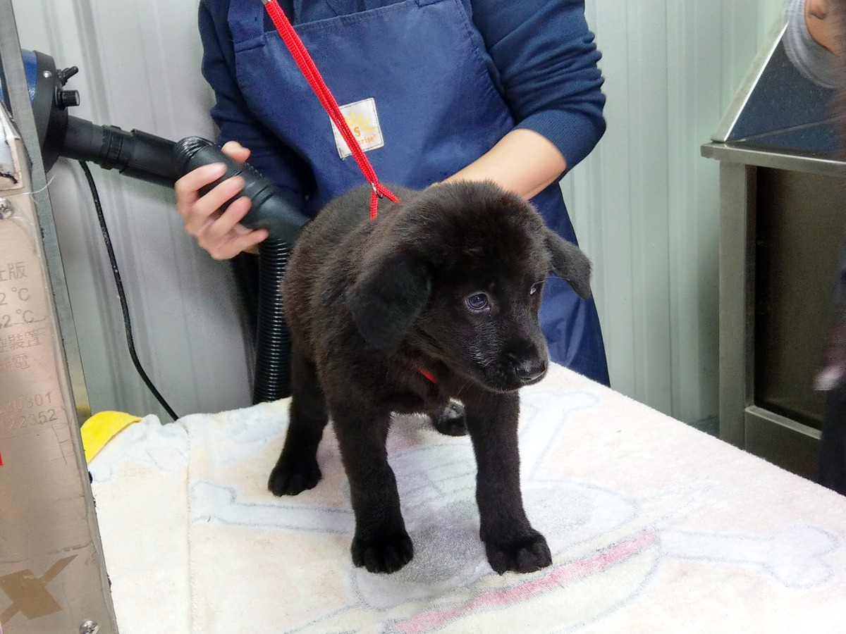 美容師用吹水機替毛孩去除毛髮根部水氣。陳璽安/攝