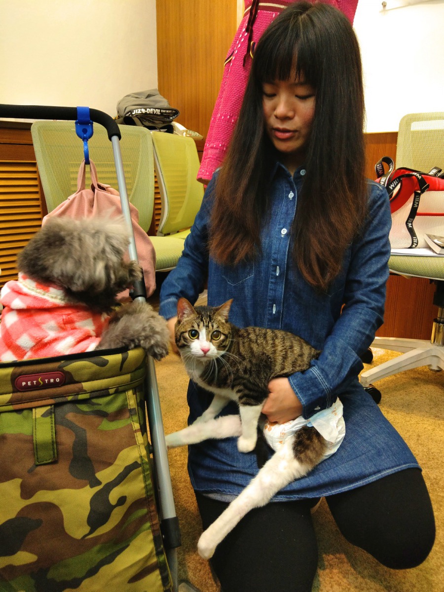 原本以為貓較冷漠的陳立婷也笑說「圓圓」的個性比較像狗，陳立婷還為牠買了推車。陳璽安/攝