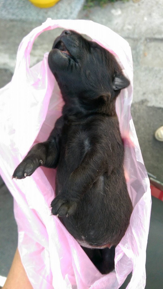 約一週大的幼犬就這樣離開了，志工陳小姐盼加強生命教育，教導孩子尊重生命。陳小姐/提供