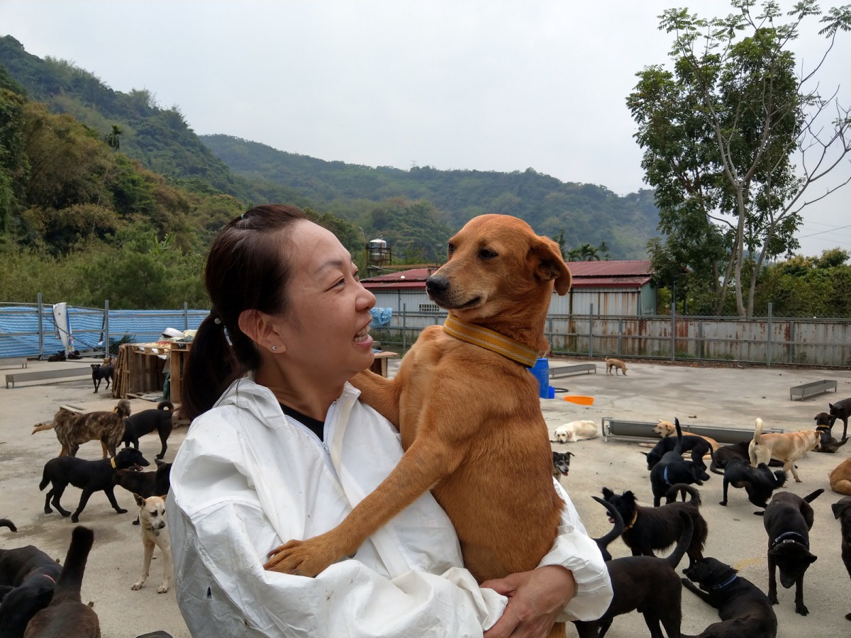 現場有許多親人、活潑的狗，想要為家裡添新成員的民眾，歡迎前來認養。陳璽安/攝