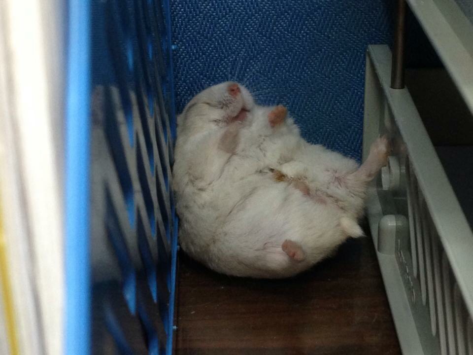 仰著睡很萌。新北市動保處/提供