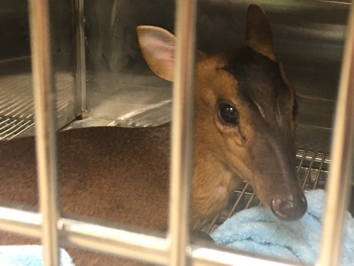 小山羌術後恢復良好，有機會野放。新北市動保處/提供