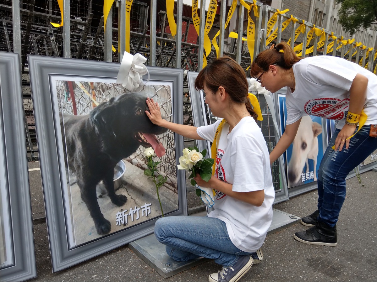 志工丸子為受害的狗獻上白玫瑰。陳璽安/攝