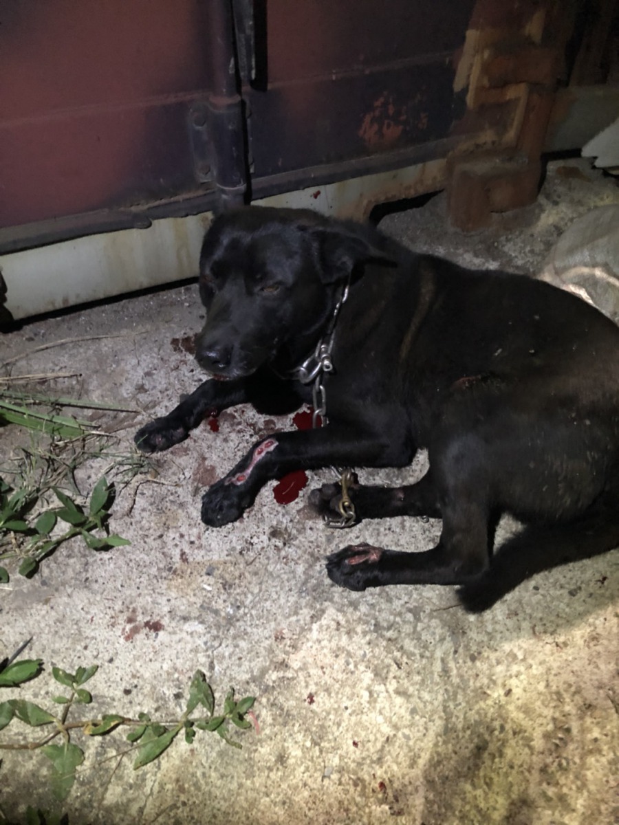 「黑龍」四肢與身體多處受傷,飼主以依動保員指示將黑龍送醫治療。基隆動保所/提供