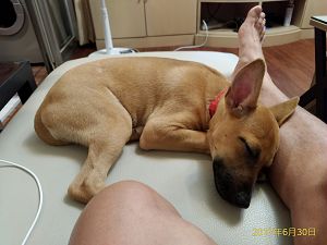 飼主分享的寵物居家照片,能讓動保處在追蹤時更瞭解寵物在新家的適應狀況。新北市動保處/提供