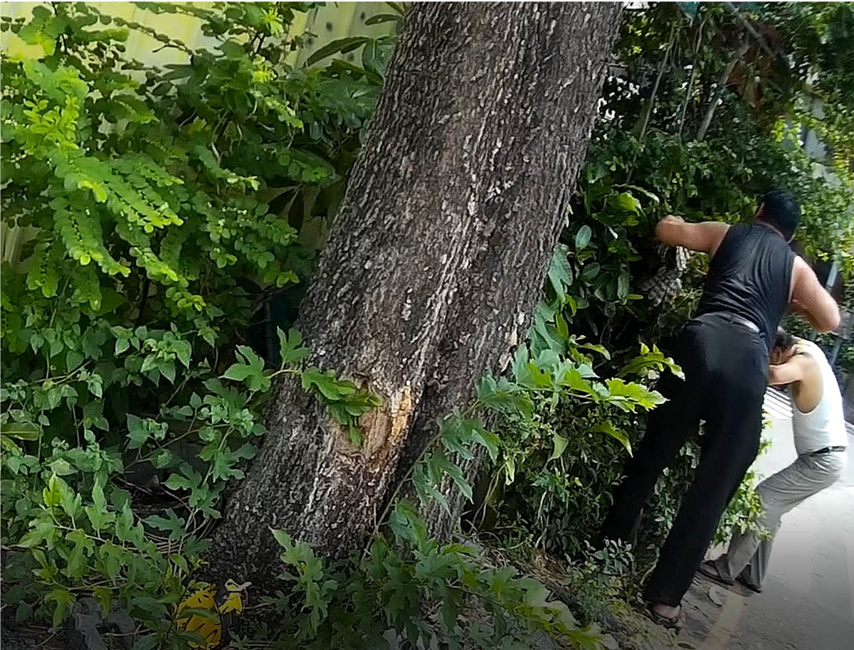 男子與友人往樹叢中翻找鳳頭蒼鷹。截取自余先生提供之影片