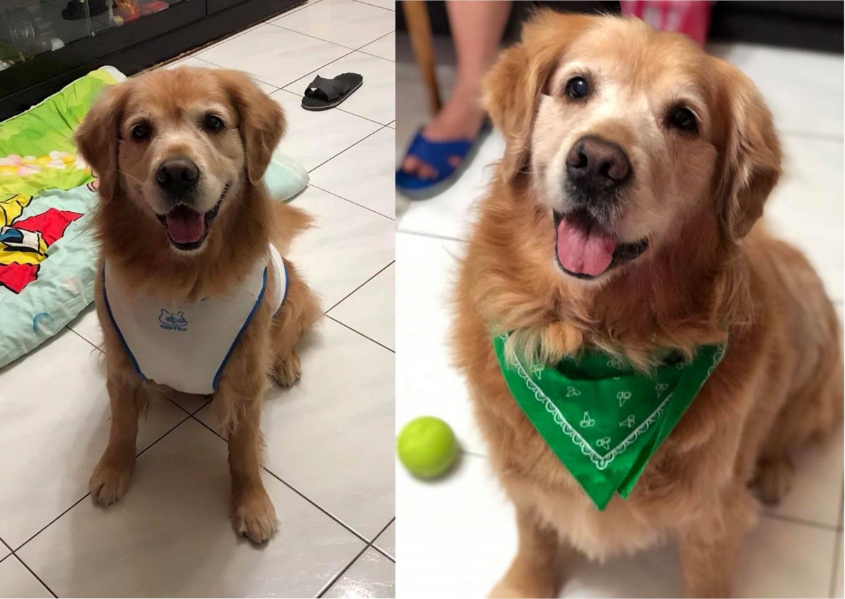 在林小姐的寵愛下,Dobe擁有安適舒服的環境,活潑好動的牠也帶給林小姐許多歡笑,更陪伴林小姐走過喪夫之痛。林小姐/提供