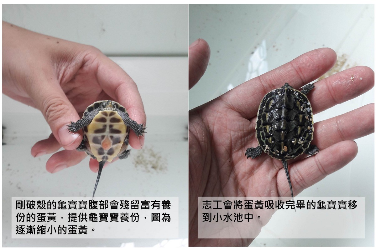 志工表示，會先照顧牠們一段時間，等龜寶寶較強壯後，會找一個合適地方將牠們野放。志工/提供