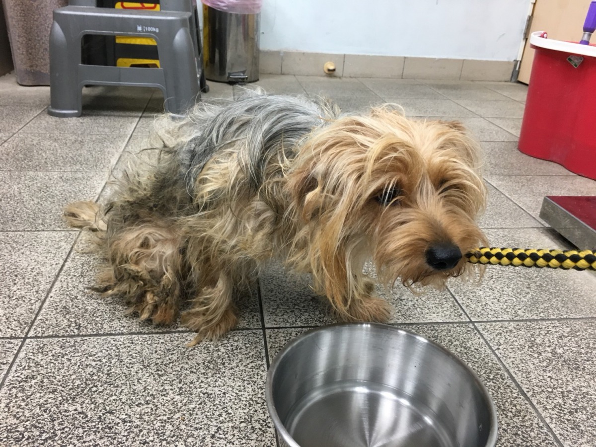 這些狗健康狀況尚可，但皆未結紮，毛髮嚴重打結、沾黏排泄物，犬隻也有指甲過長甚至倒插等狀況，顯示這些狗長期缺乏妥善照顧。新北市動保處/提供