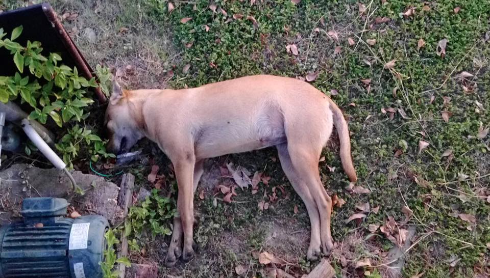 目前最新的受害狗出現在隔壁社區。黃小姐/提供