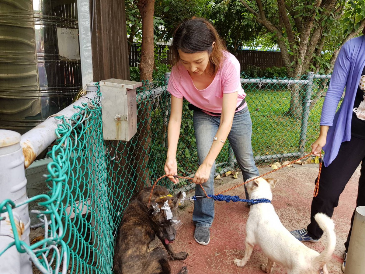 安妮老師在動物之家傳授訓犬過程。新北市動保處/提供