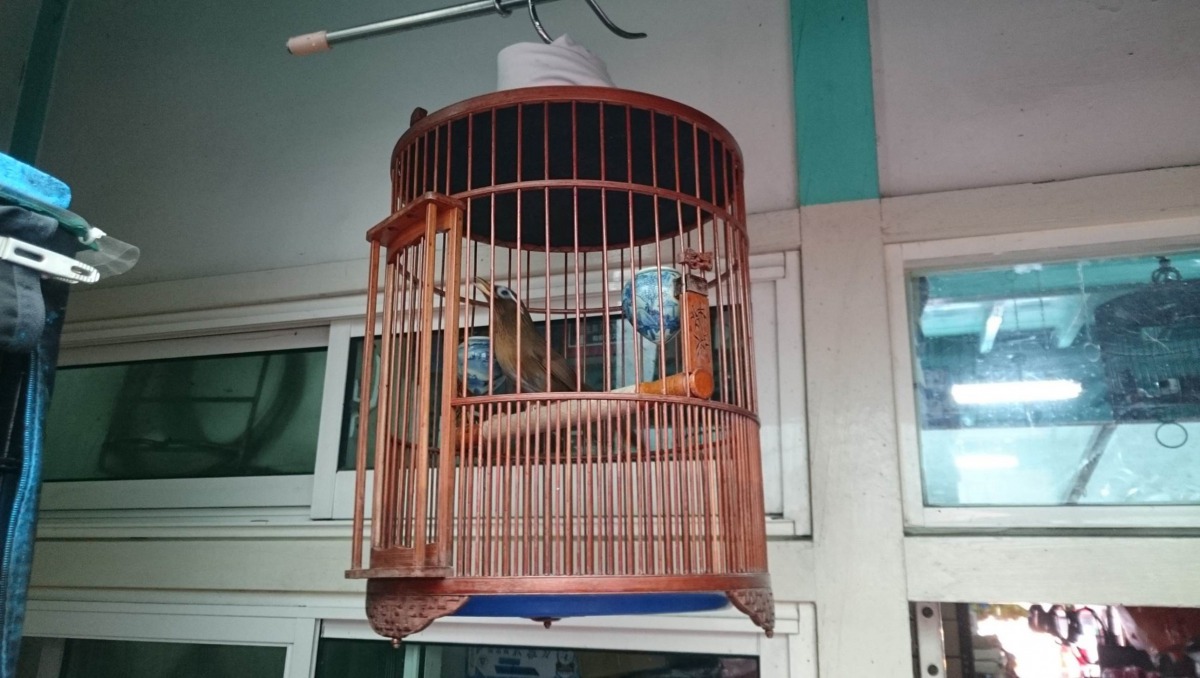 保七大隊於張嫌家中查獲2隻畫眉。保七第七大隊員/提供