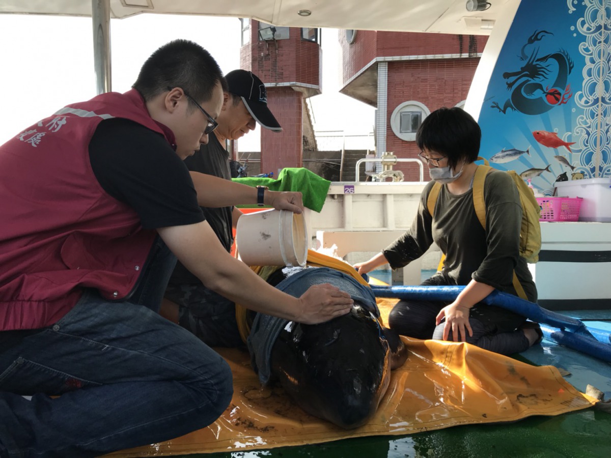 儘管救援人員小心翼翼，2頭狀況較差的公鯨仍然分別在晚間與凌晨死亡，存活的母鯨則在6日清晨順利於基隆外海野放成功。新北市動保處/提