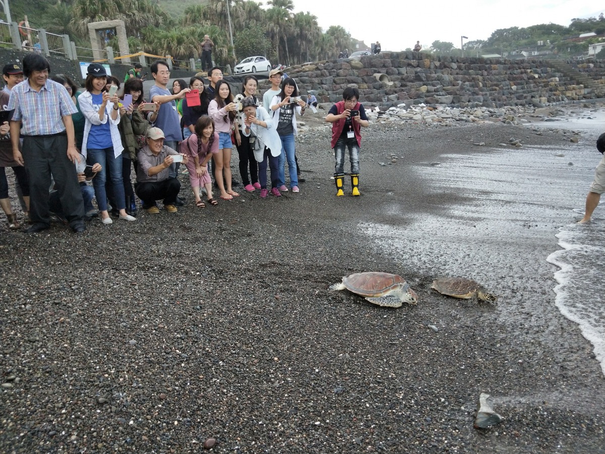 海龜們在眾人的祝福下回到大海。基隆動保所/提供