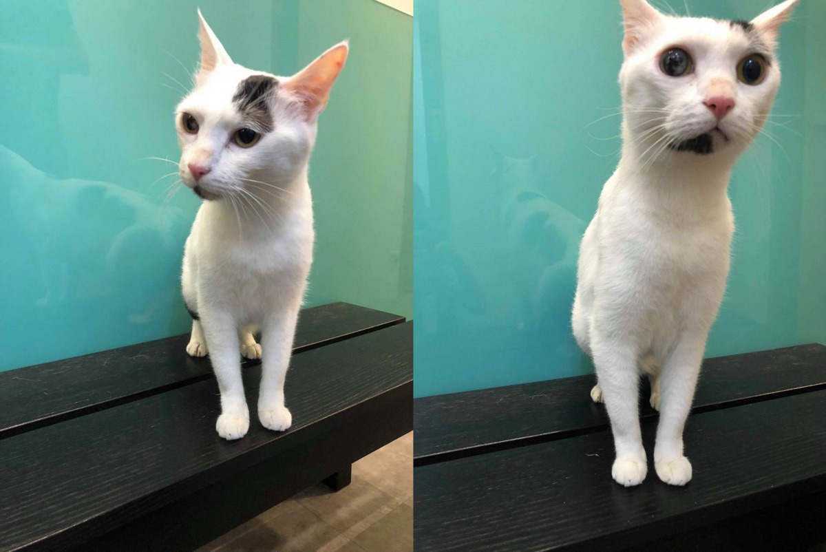 飼主只要多花些心力照顧,遵守獸醫師囑咐並定期回診,就可以讓罹患糖尿病的寵物得到正常的生活。圖為正在治療糖尿病的貓「阿弟」,新北市動保處/提供