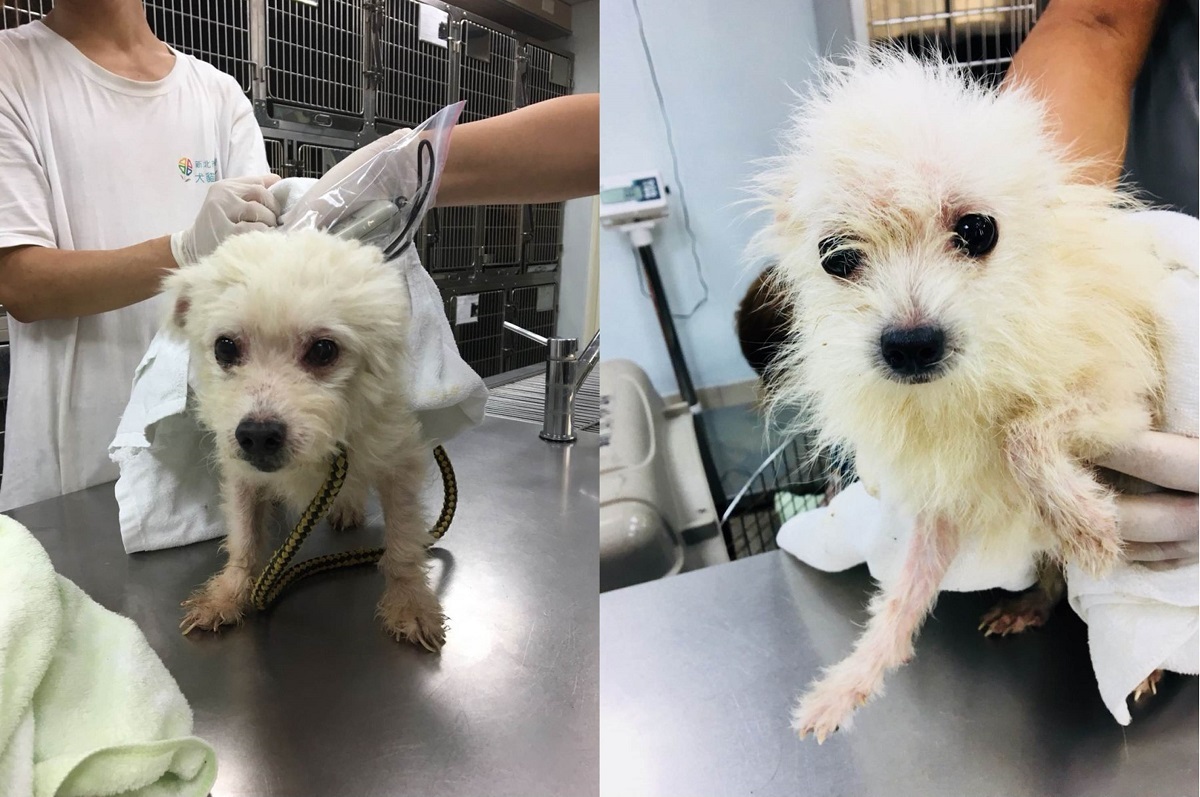 獸醫師為狗狗們進行健康檢查。新北市動保處/提供