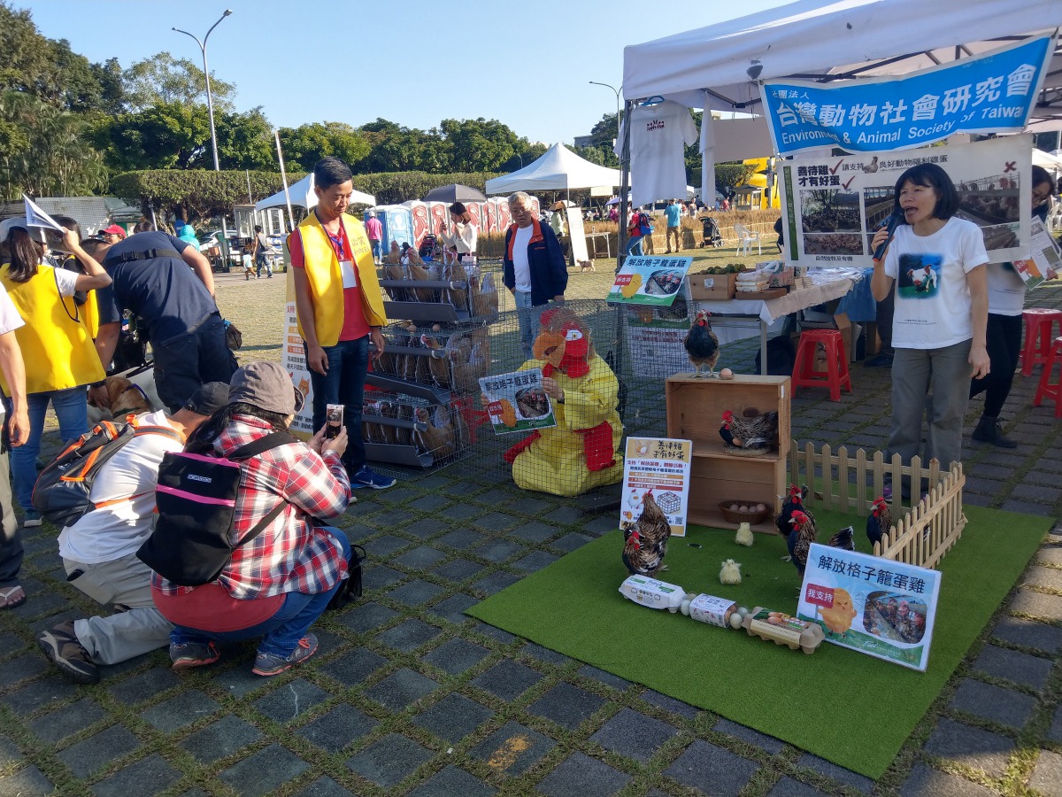 台灣動物社會研究會邀請民眾穿上母雞裝,進入籠中體驗格子籠飼養的母雞的感受。陳璽安/攝