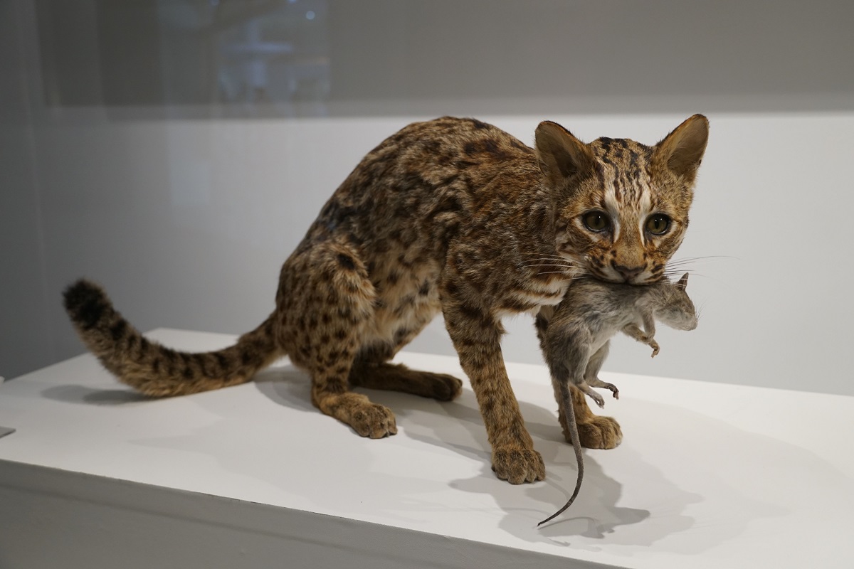 石虎的美麗家園》特展也加碼展出「永遠消失的夥伴們」單元，提醒我們不要讓石虎步上牠們的腳步。科博館/提供