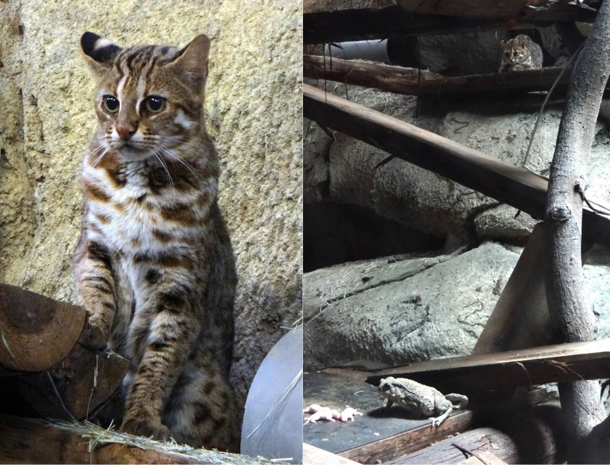 左顧右盼的「小母」(左圖),以及觀察盤古蟾蜍的「小母」(右圖)。台北市立動物園/提供
