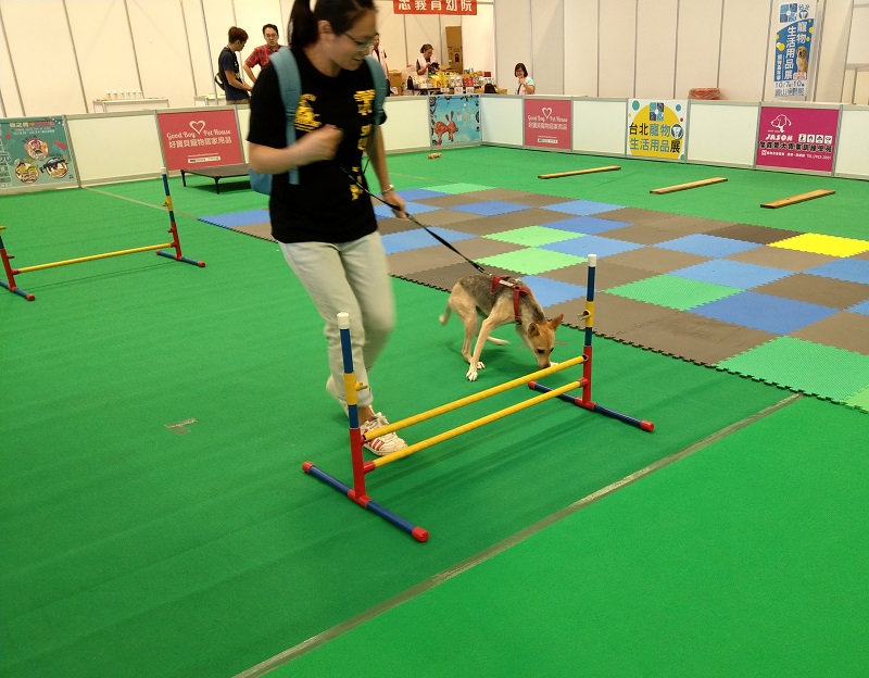 寵物障礙賽跑,讓飼主與寵物同樂。陳璽安/攝