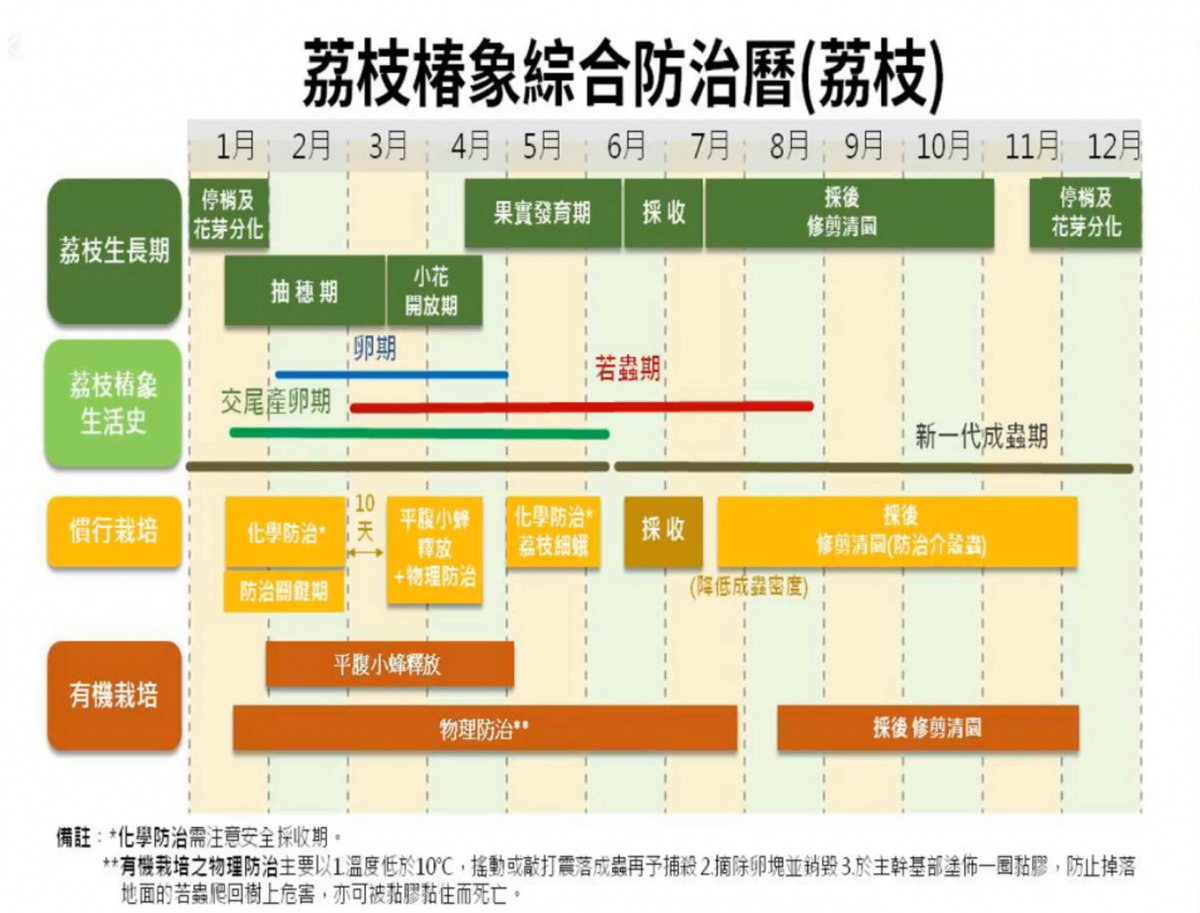 荔枝椿象防治曆（荔枝）。翻攝農委會直播影片