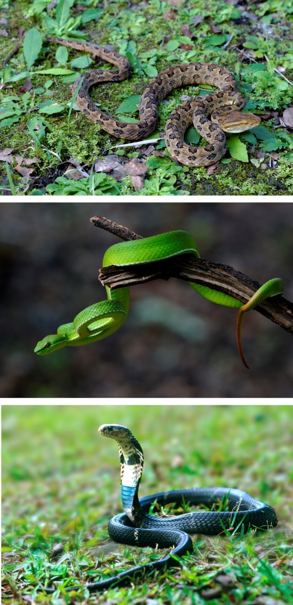 臺灣北部地區最常見的毒蛇有龜殼花(上)、赤尾青竹絲(中)與眼鏡蛇(下)。詹德川/攝,台北市立動物園/提供