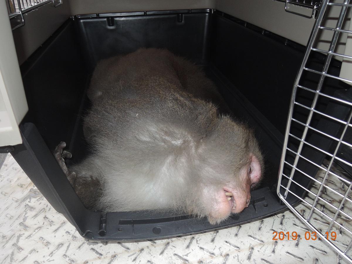 這隻台灣獼猴已於19日下午15點左右由動保員帶至山區野放。基隆動保所/提供