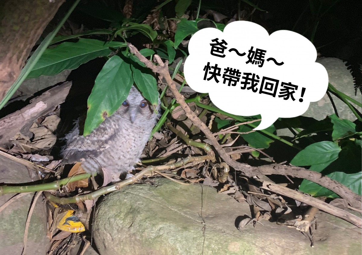 如果發現幼獸、幼鳥落單，不要把別人家的小孩綁架回家喔！李宜龍老師/提供