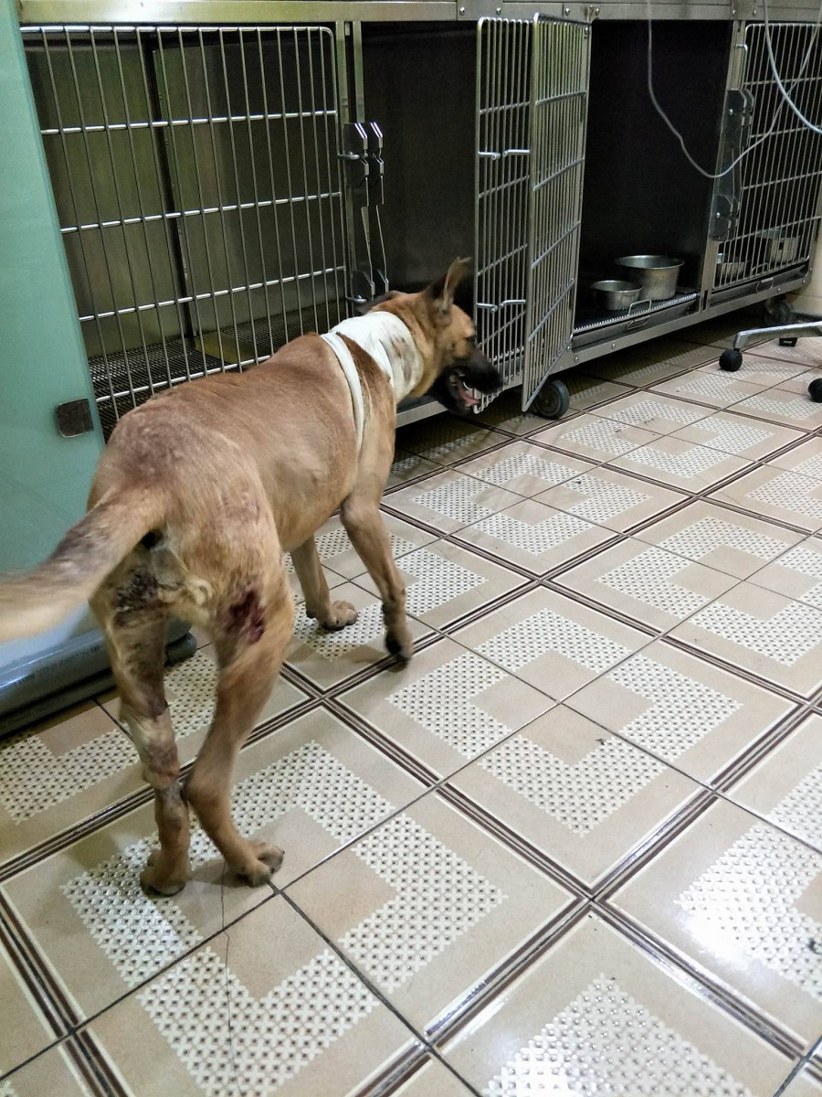 報導刊出當天的受害狗「黃黃」，除了傷及氣管，頸背與右後腳都有很深的傷口，目前仍住院觀察中。呂小姐/提供